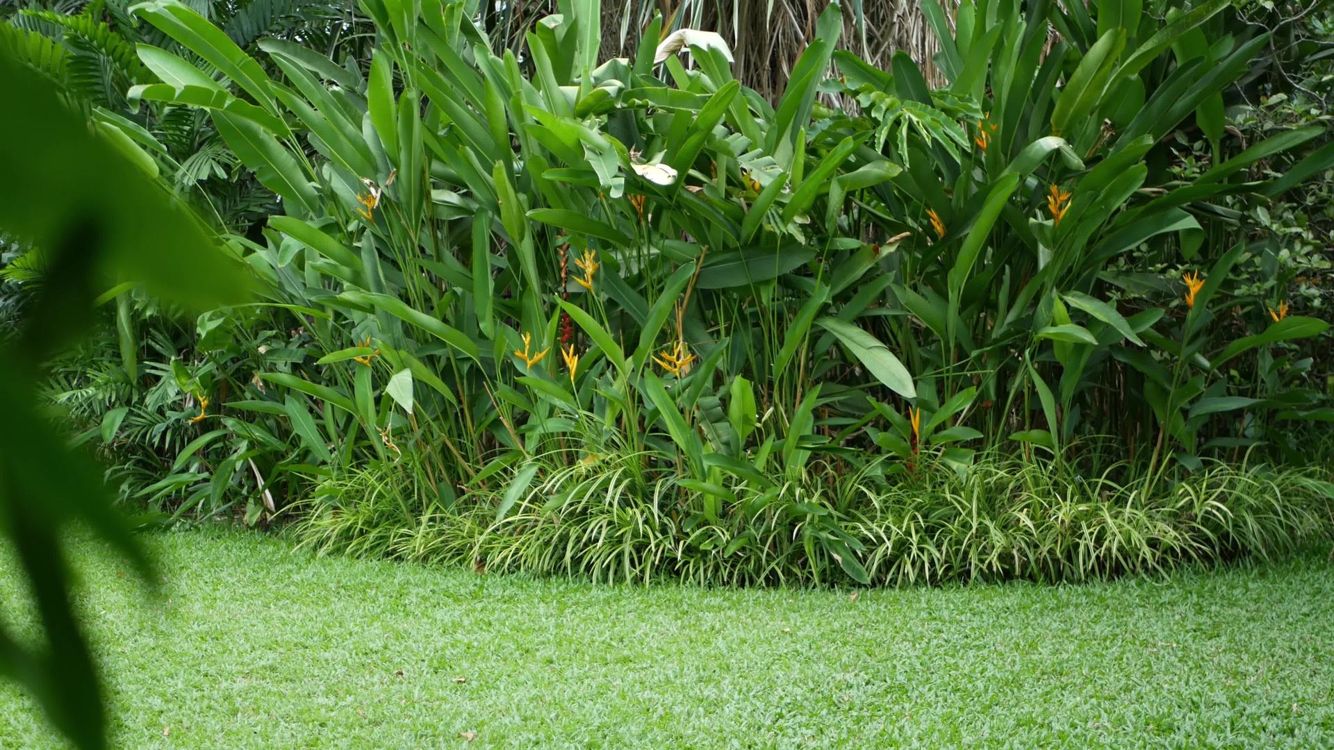 热带花园的美丽景观充满了异国情调视频的预览图