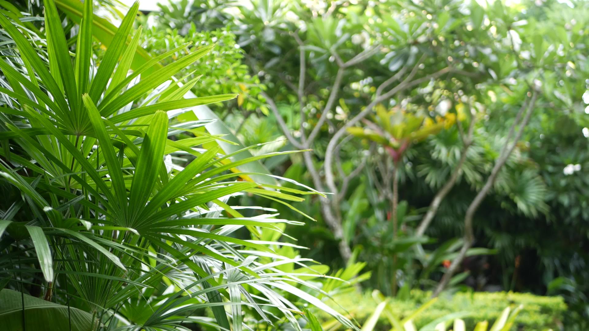 热带花园的美丽景观充满了异国情调视频的预览图