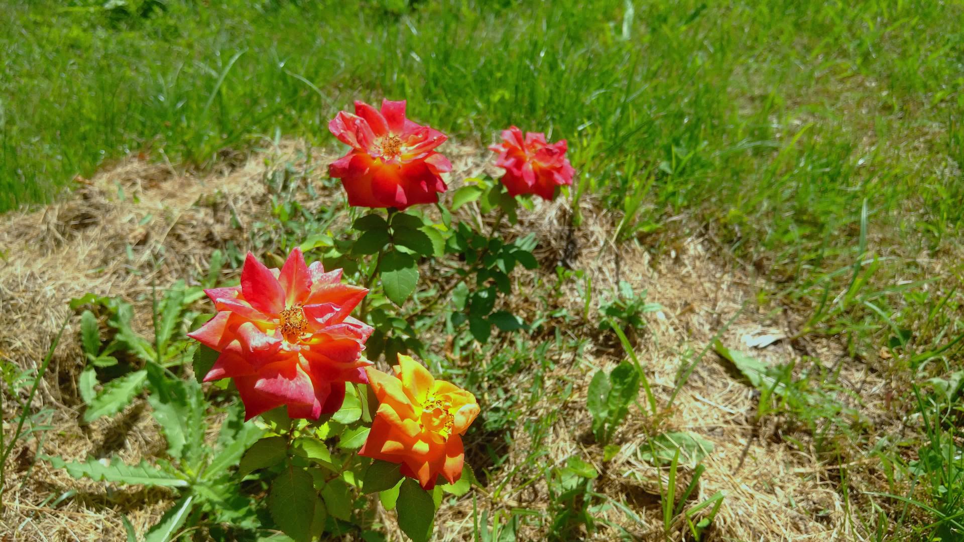 花园里美丽的橙色玫瑰在风中阳光明媚的一天视频的预览图