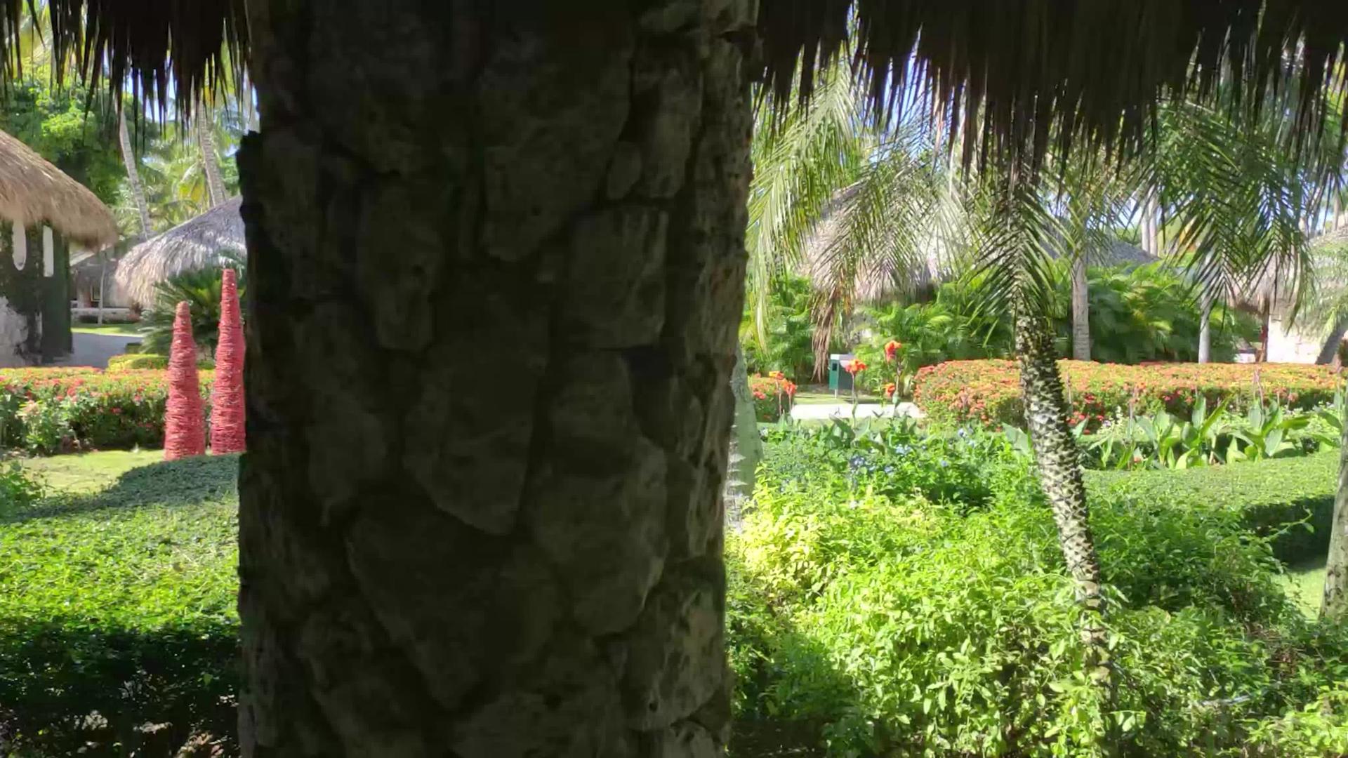 优秀的热带花园视频的预览图