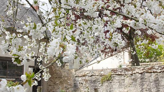 美丽的白樱桃果树在春天盛开视频的预览图