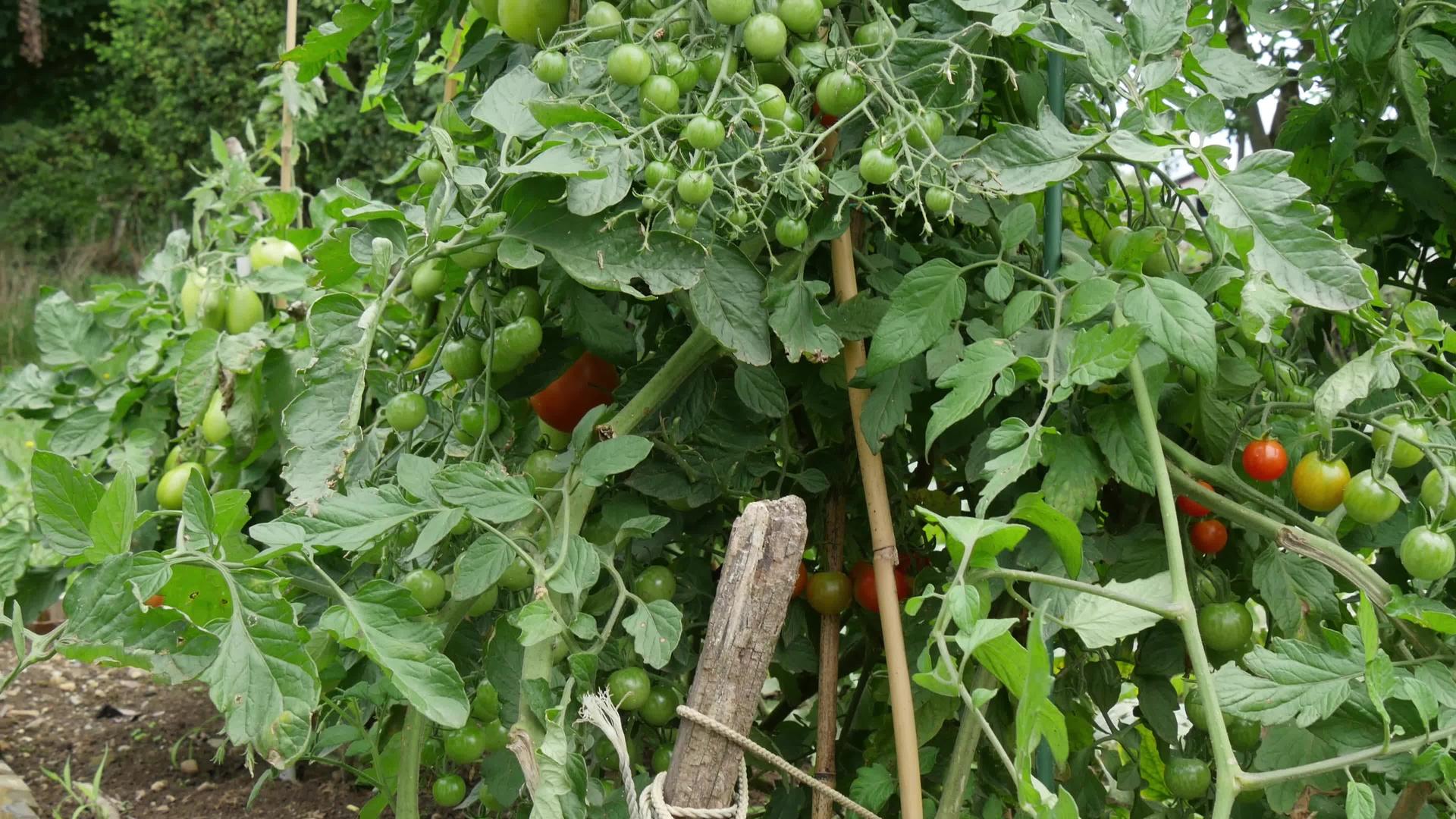 在花园里种西红柿视频的预览图