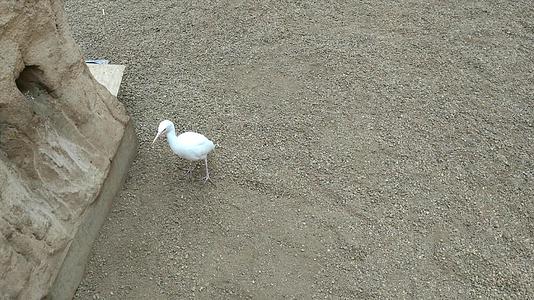 一只白鸟在寻找昆虫视频的预览图