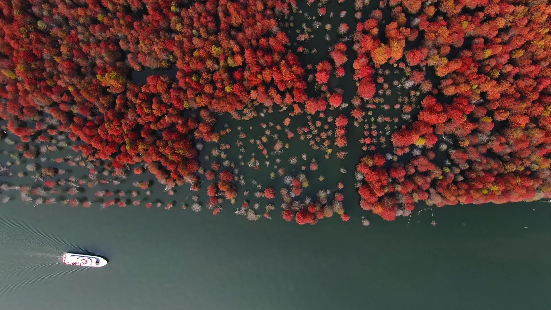航拍安徽宁国红衫林旅游景区视频视频的预览图