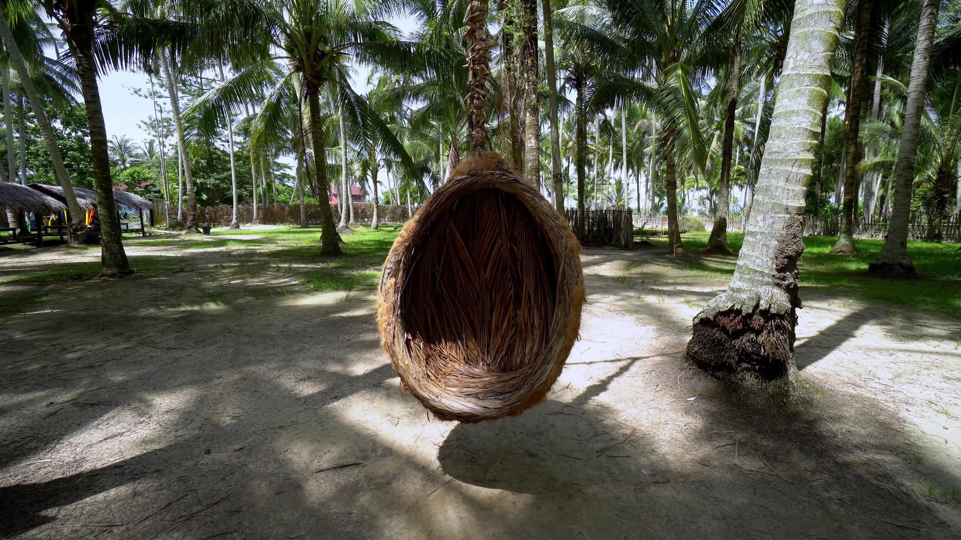 椰子农场的鸟巢正在摆动视频的预览图