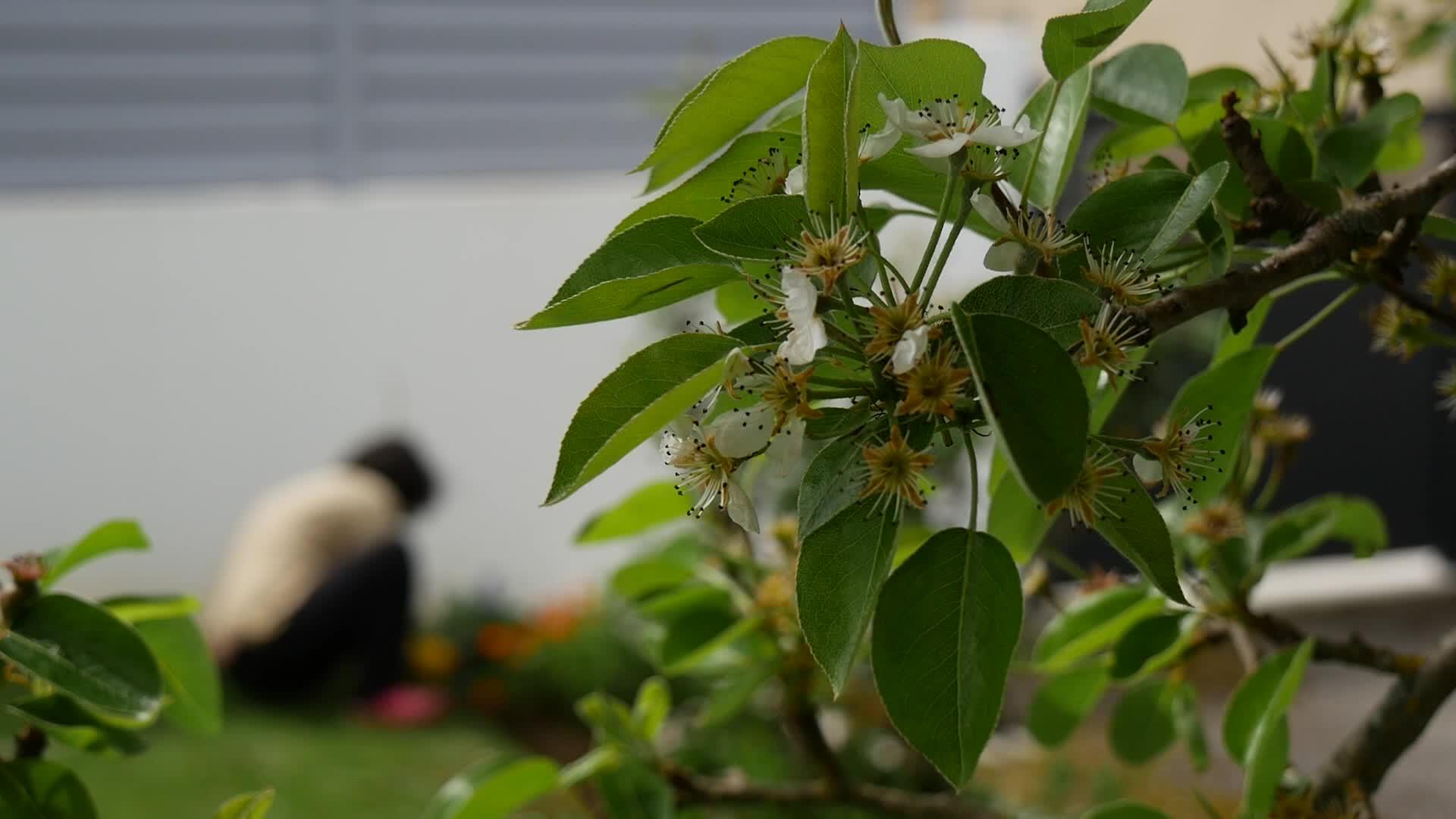 女人的园艺梨树在花丛中开花视频的预览图
