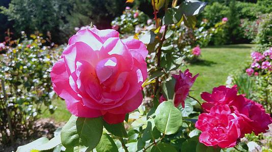 在炎热的夏天红玫瑰花蕾在花园里发芽视频的预览图