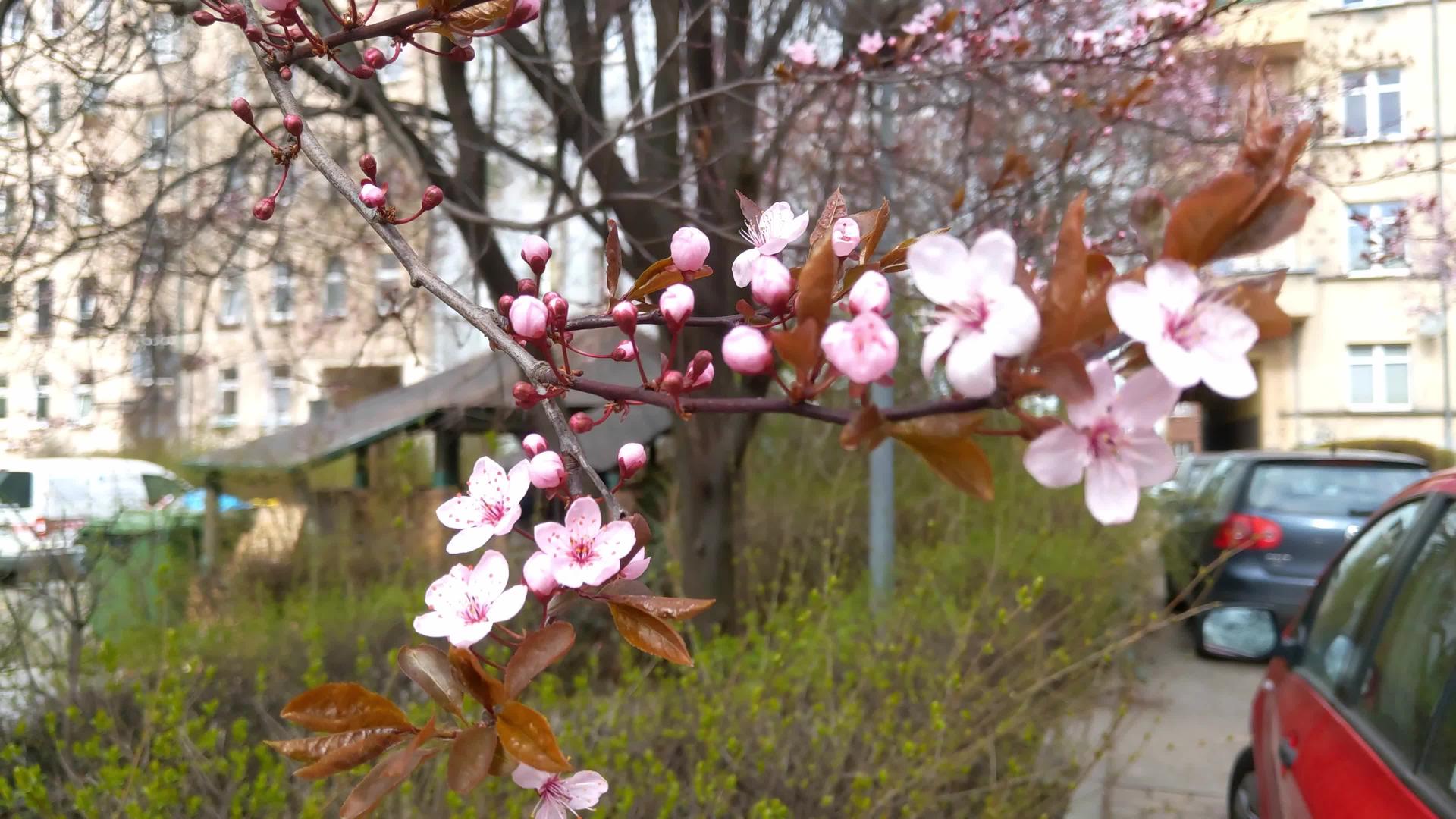 春天樱花的美丽树枝视频的预览图
