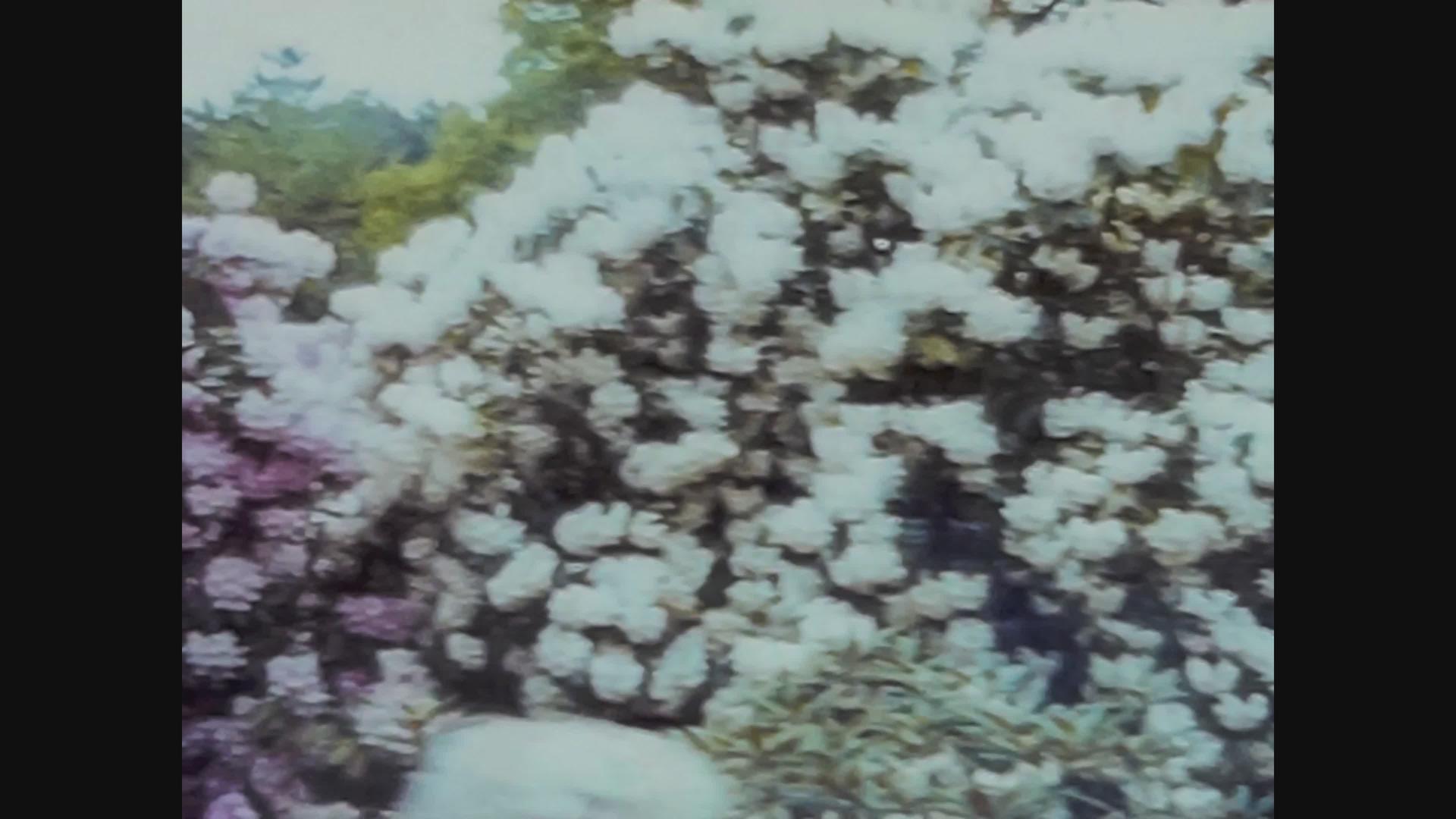 1966年伯明翰花园里的花的细节视频的预览图