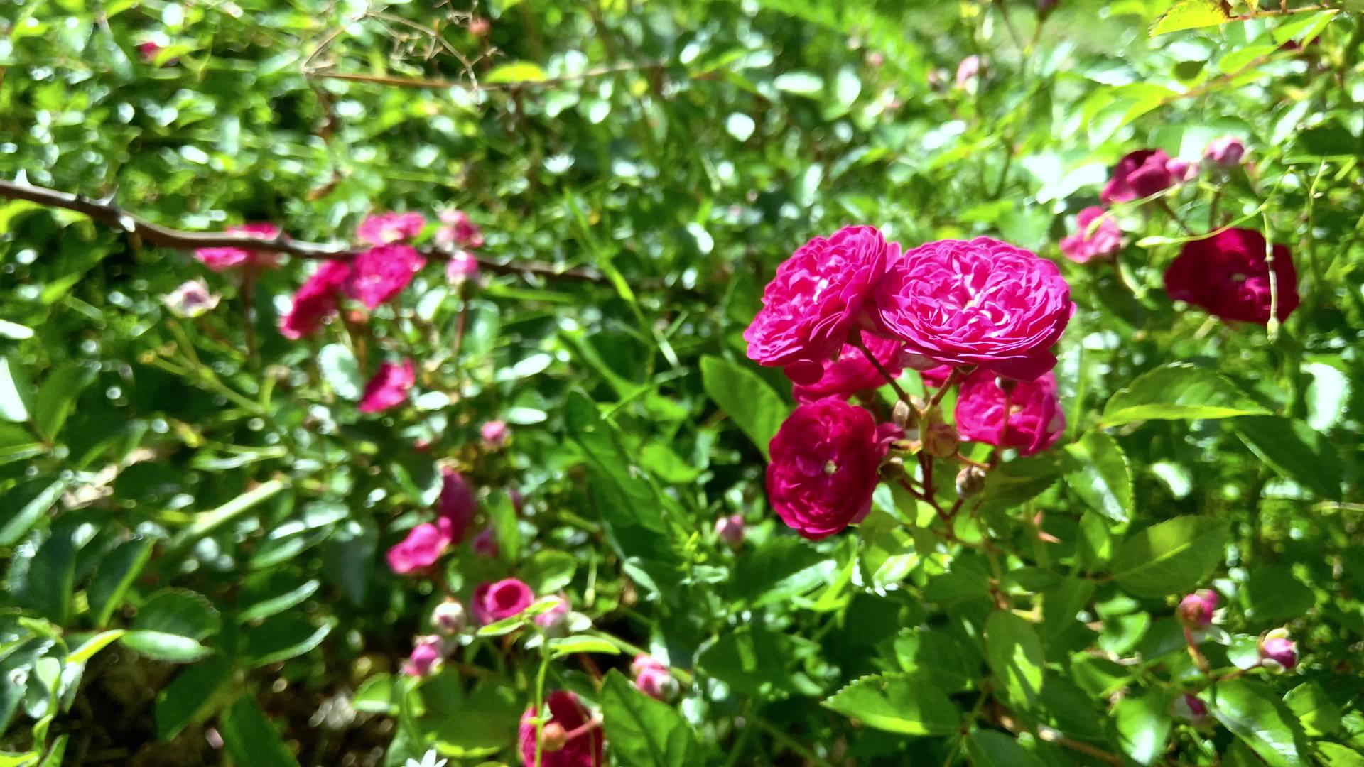 美丽的红玫瑰在花园里开花视频的预览图
