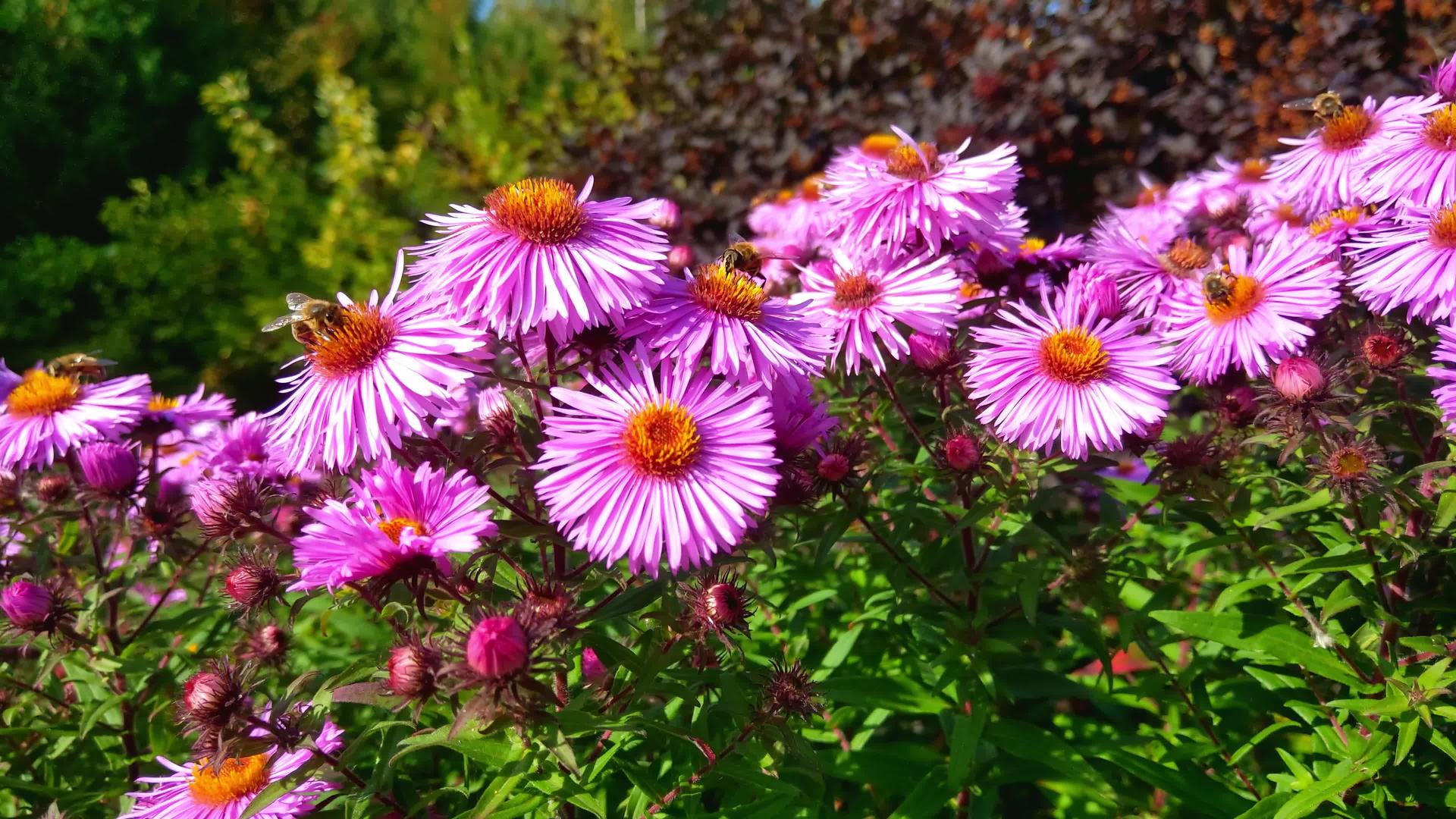 花园里有美丽的花朵和蜜蜂视频的预览图