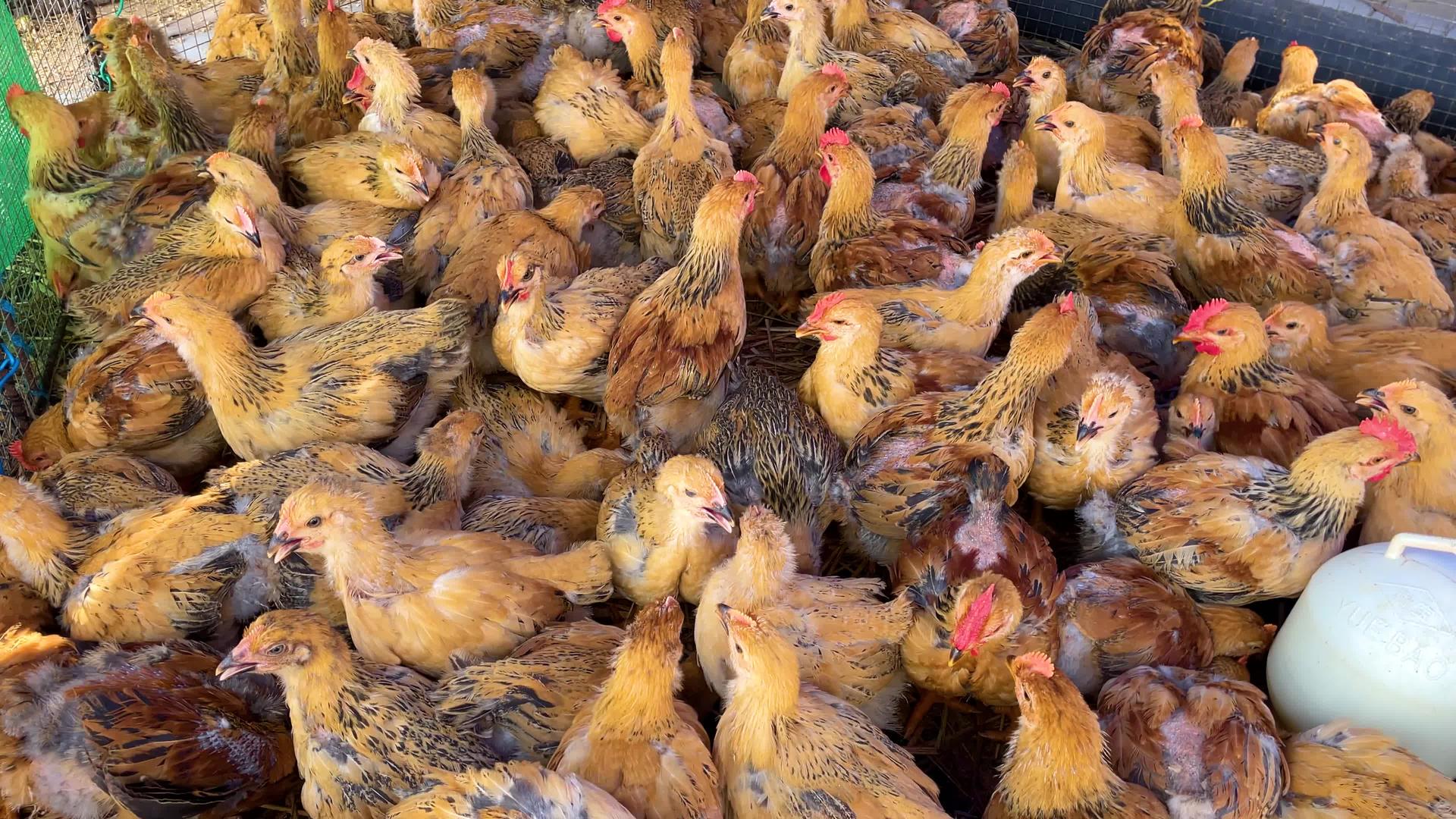 农业畜牧业乡村振兴家禽肉鸡养殖视频的预览图