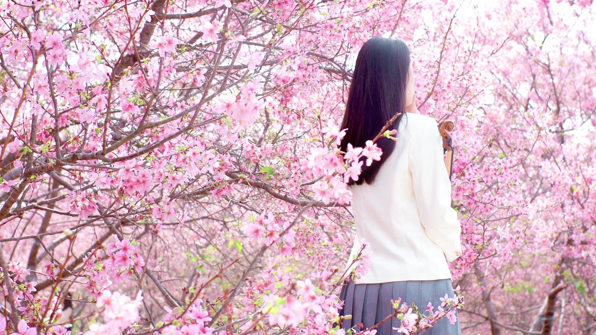 4K春季樱花女性背景赏花春分视频的预览图