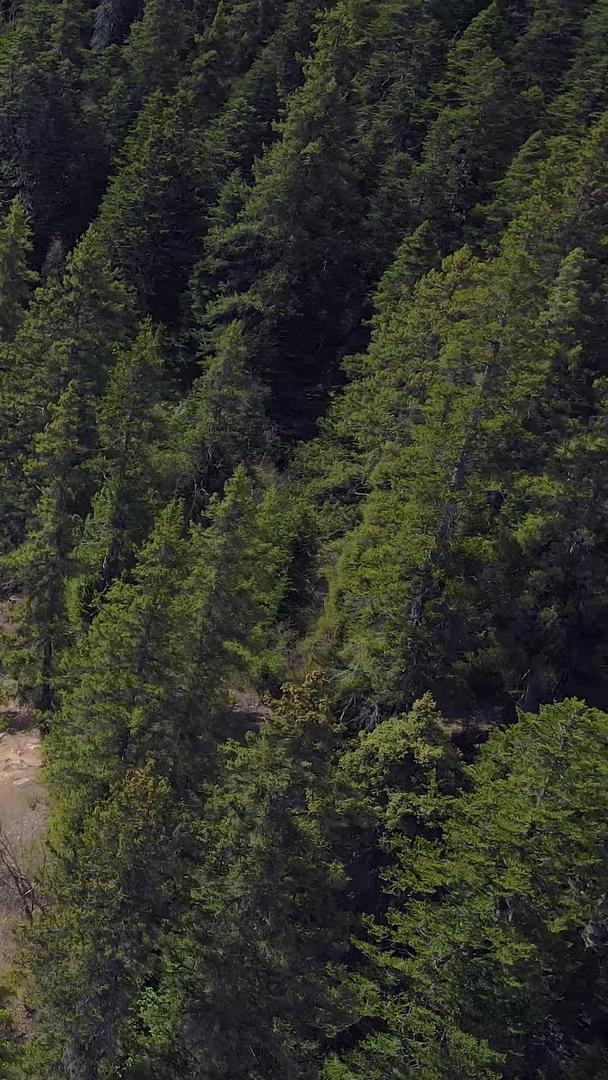 航拍森林小溪自然碧绿流水视频的预览图