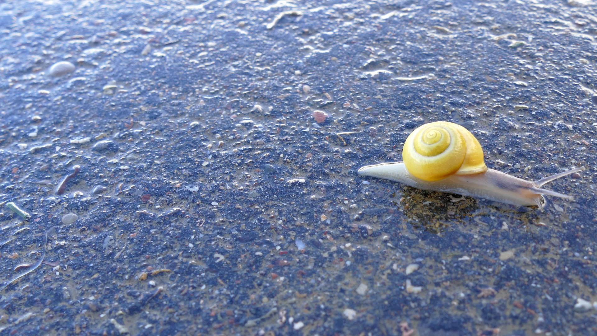 带花环的蜗牛走过一条路视频的预览图
