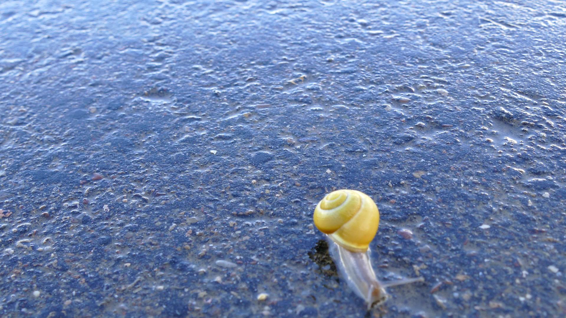 带花环的蜗牛走过一条路视频的预览图
