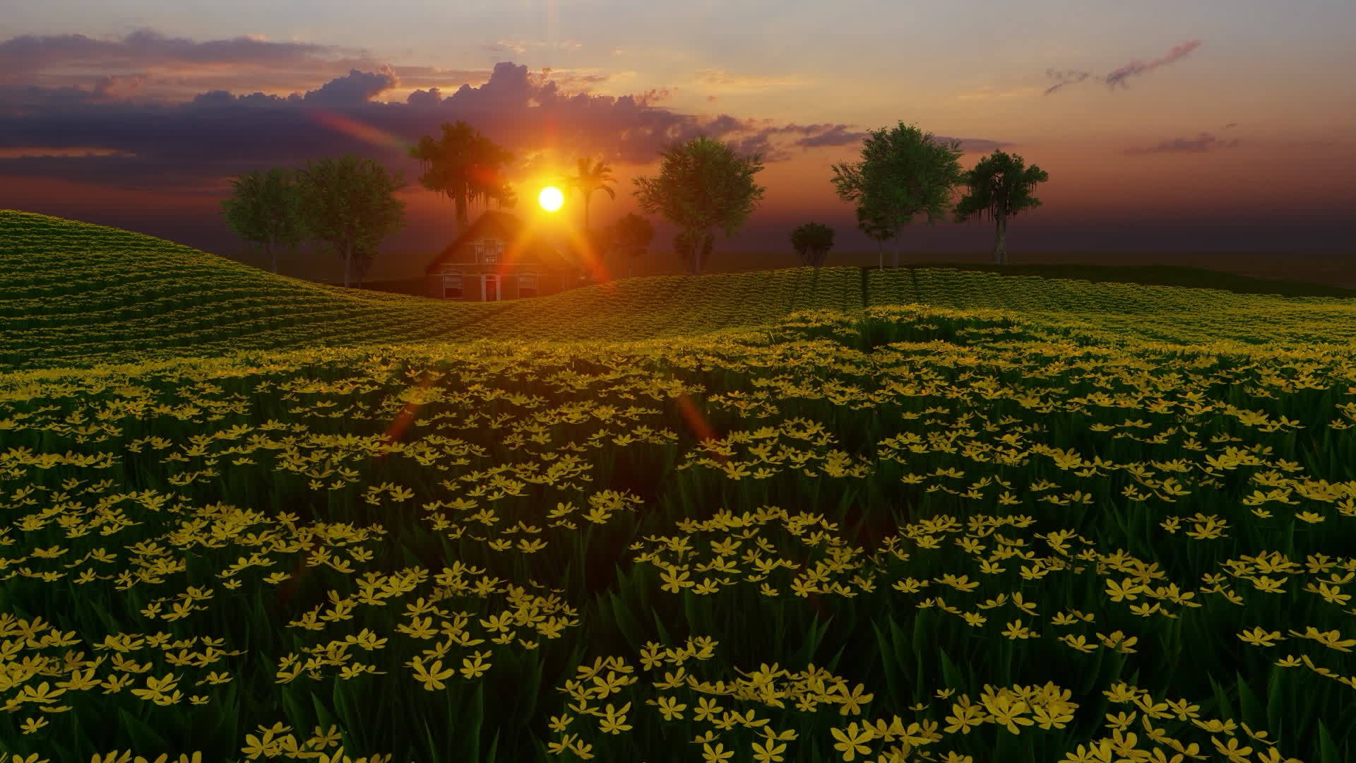 日落时走向黄色的绿色田野视频的预览图