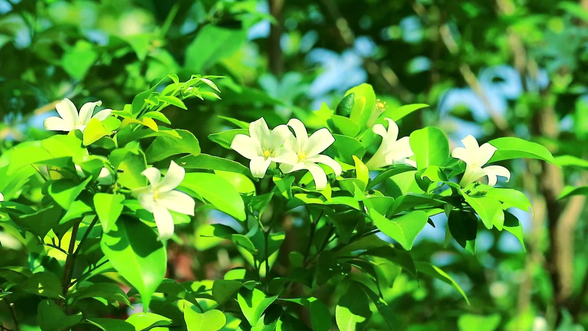 安达曼的缎子木花在雨中开花和散发香味视频的预览图