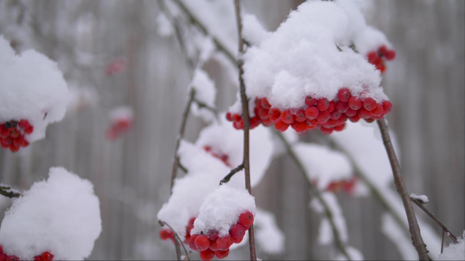红蓝莓在雪下关闭4k视频视频的预览图