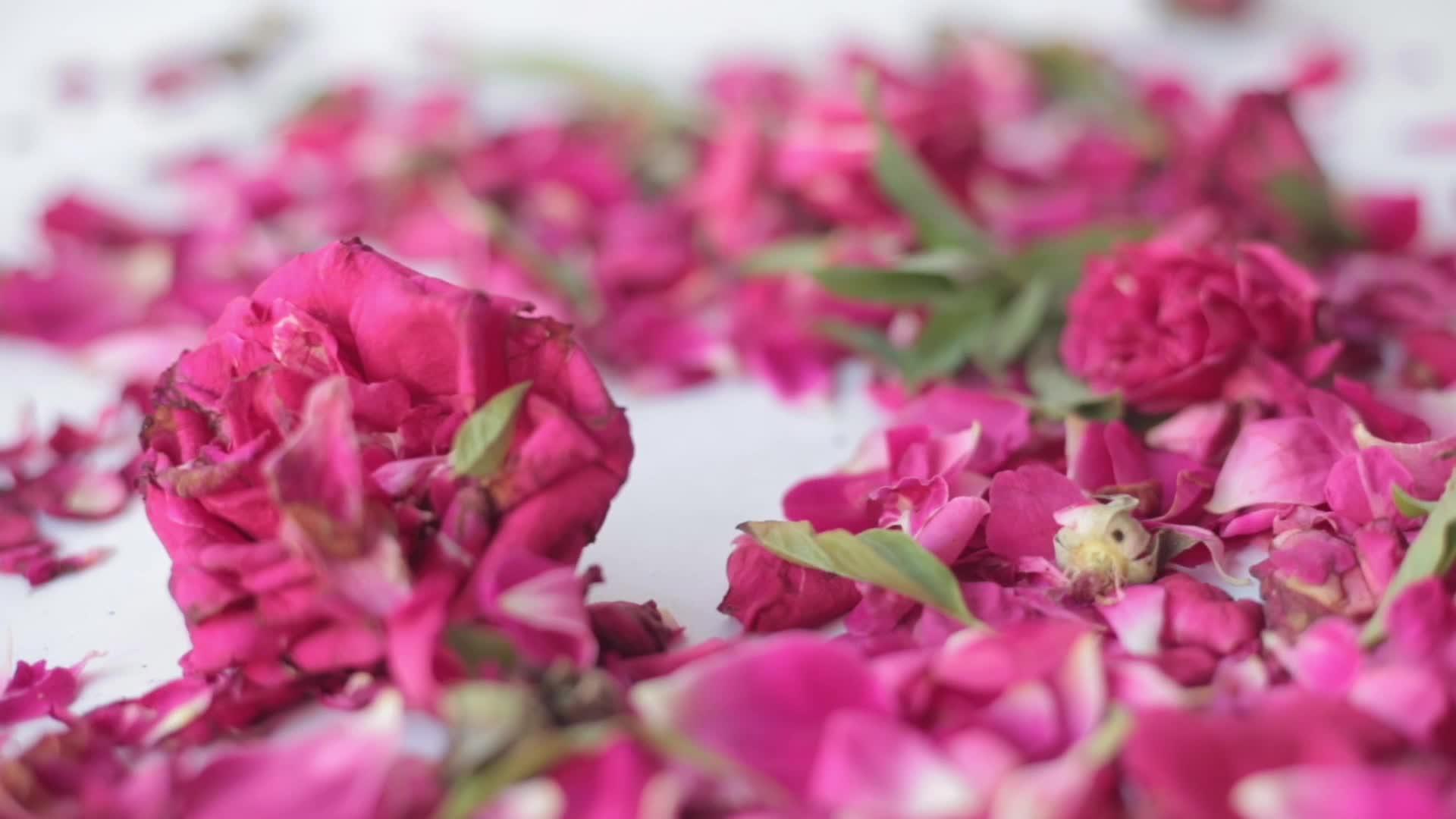 玫瑰花瓣视频的预览图