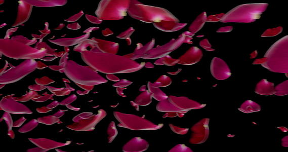 玫瑰花瓣向4K3D的阿尔法视频的预览图