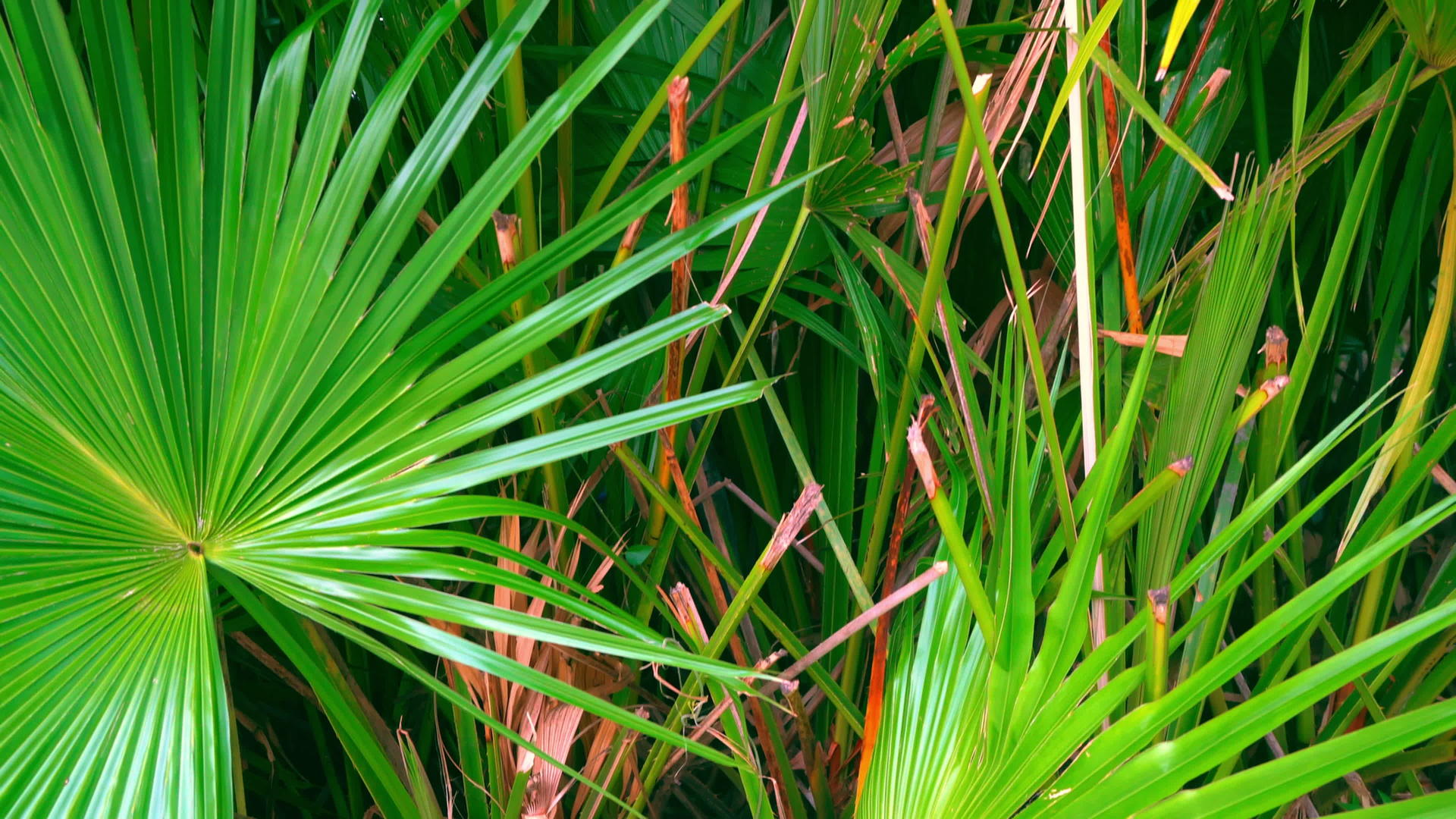 绿色热带棕榈叶绿色不同的阴影视频的预览图