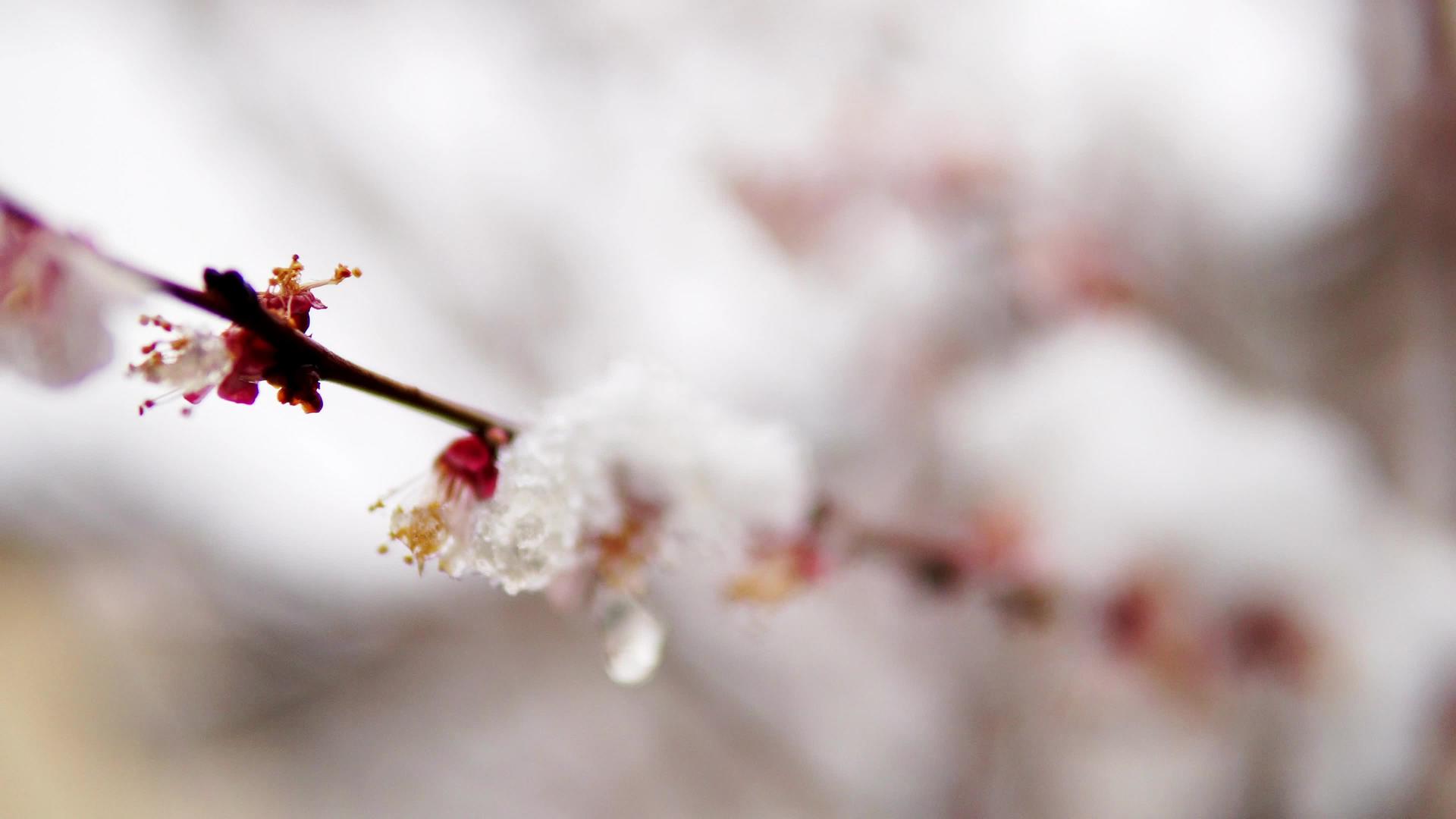 春雪覆盖在树枝上Dof拍到的景象视频的预览图