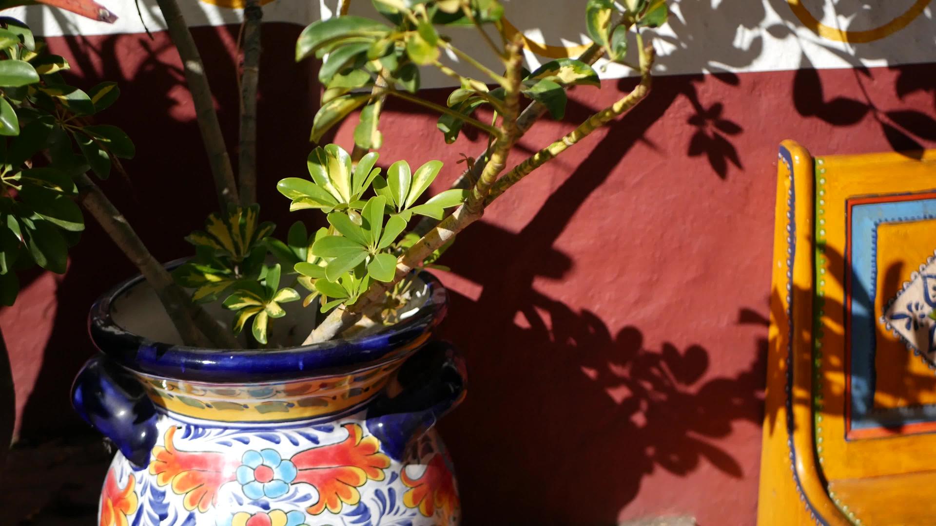 花盆里的肉质植物加利福尼亚州的园艺五颜六色的陶罐视频的预览图