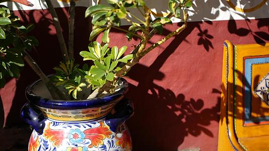 花盆里的肉质植物加利福尼亚州的园艺五颜六色的陶罐视频的预览图
