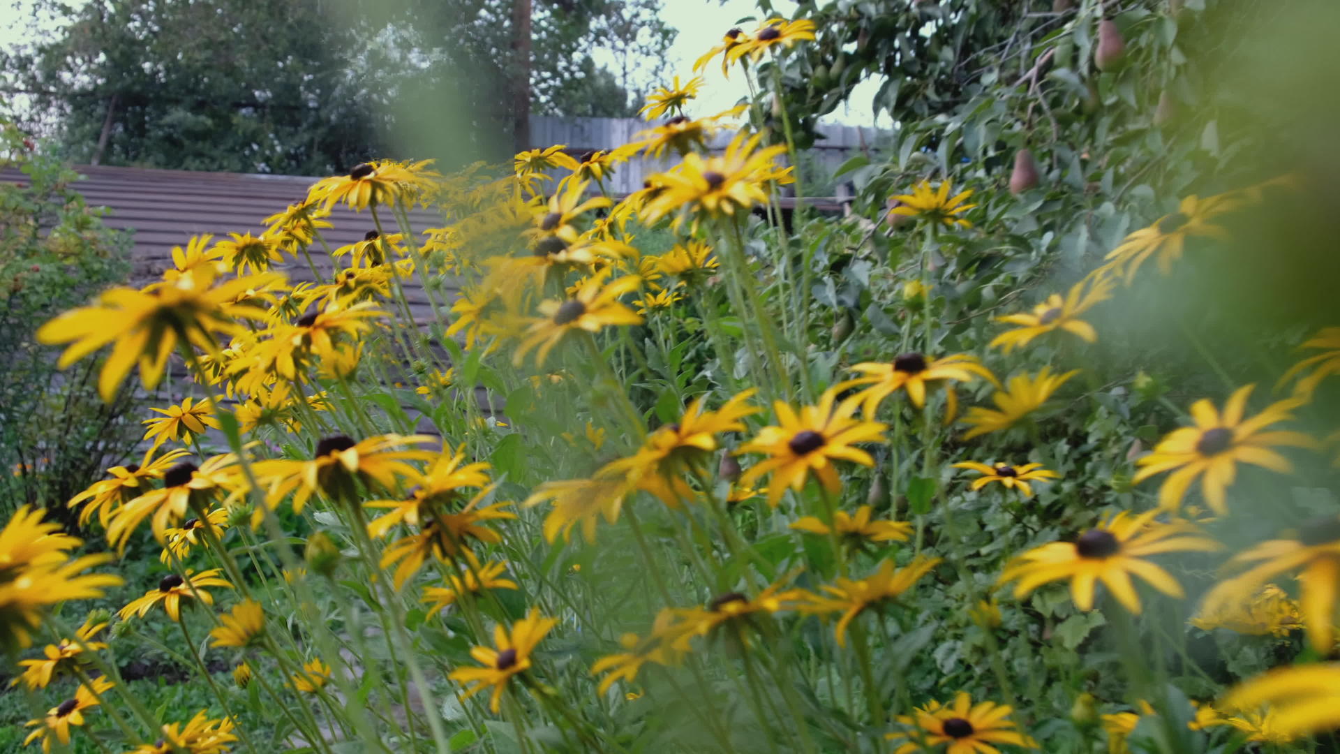 日落时花朵在后院视频的预览图
