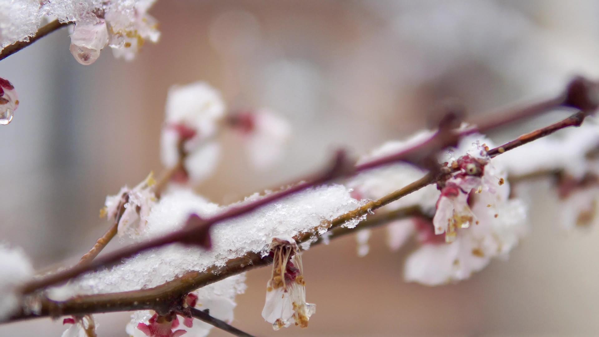 春雪花蕾和日本杏树薄膜视频的预览图