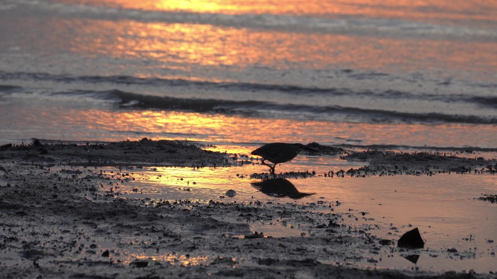 鸟儿在日出时会走路视频的预览图