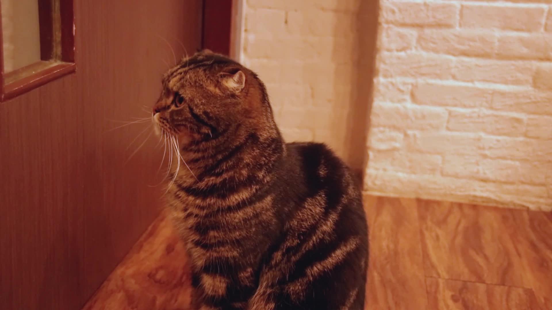 苏格兰折耳猫在门口等着视频的预览图