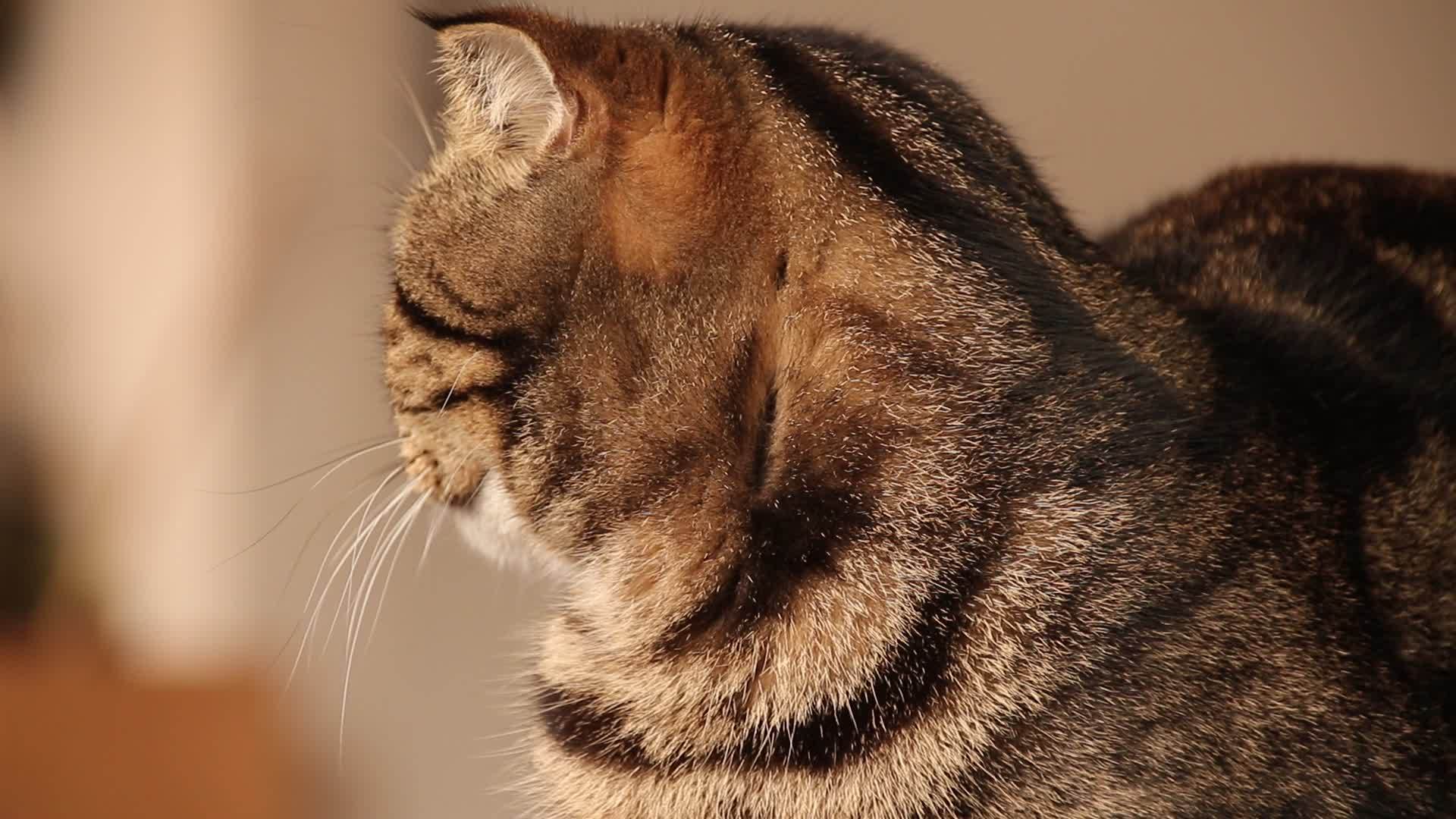 苏格兰折叠猫看起来沉睡无聊视频的预览图