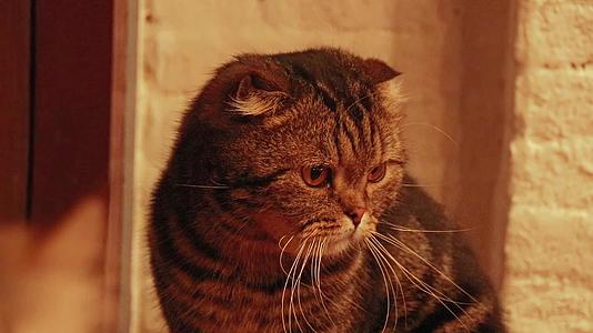 孤独的苏格兰卷猫视频的预览图
