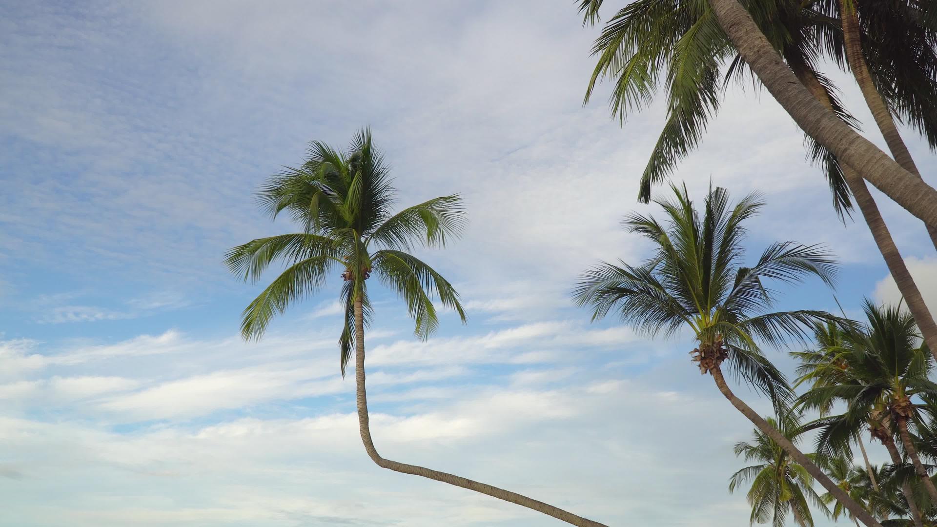 泰国苏梅岛拉迈海滩的椰子树Covid之后没有游客视频的预览图