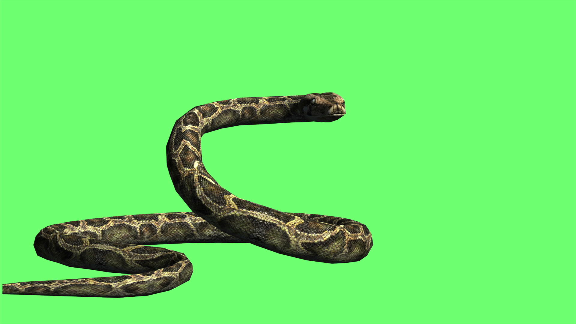 蛇皮松在绿色屏幕上视频的预览图