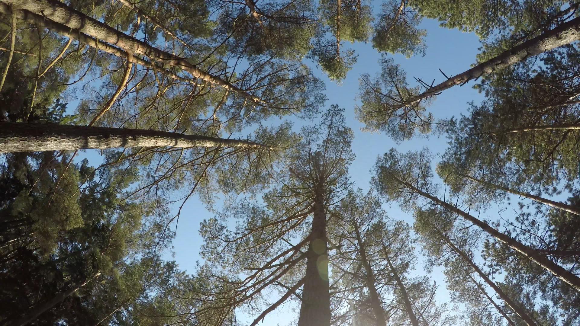 松树在波兰海岸的平原海岸的一片森林里视频的预览图
