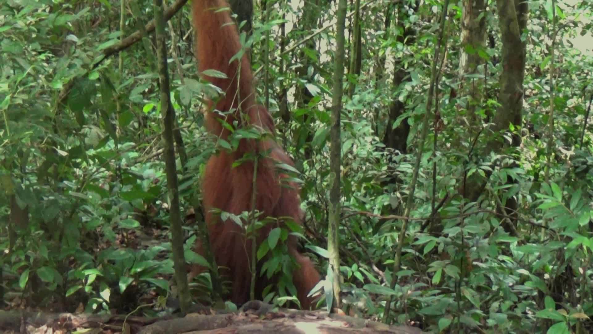 在枪林国家公园的丛林中巨大的红毛猩猩在苏门答腊不眠之夜视频的预览图
