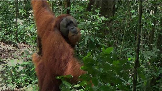 在枪林国家公园的丛林中巨大的红毛猩猩在苏门答腊不眠之夜视频的预览图