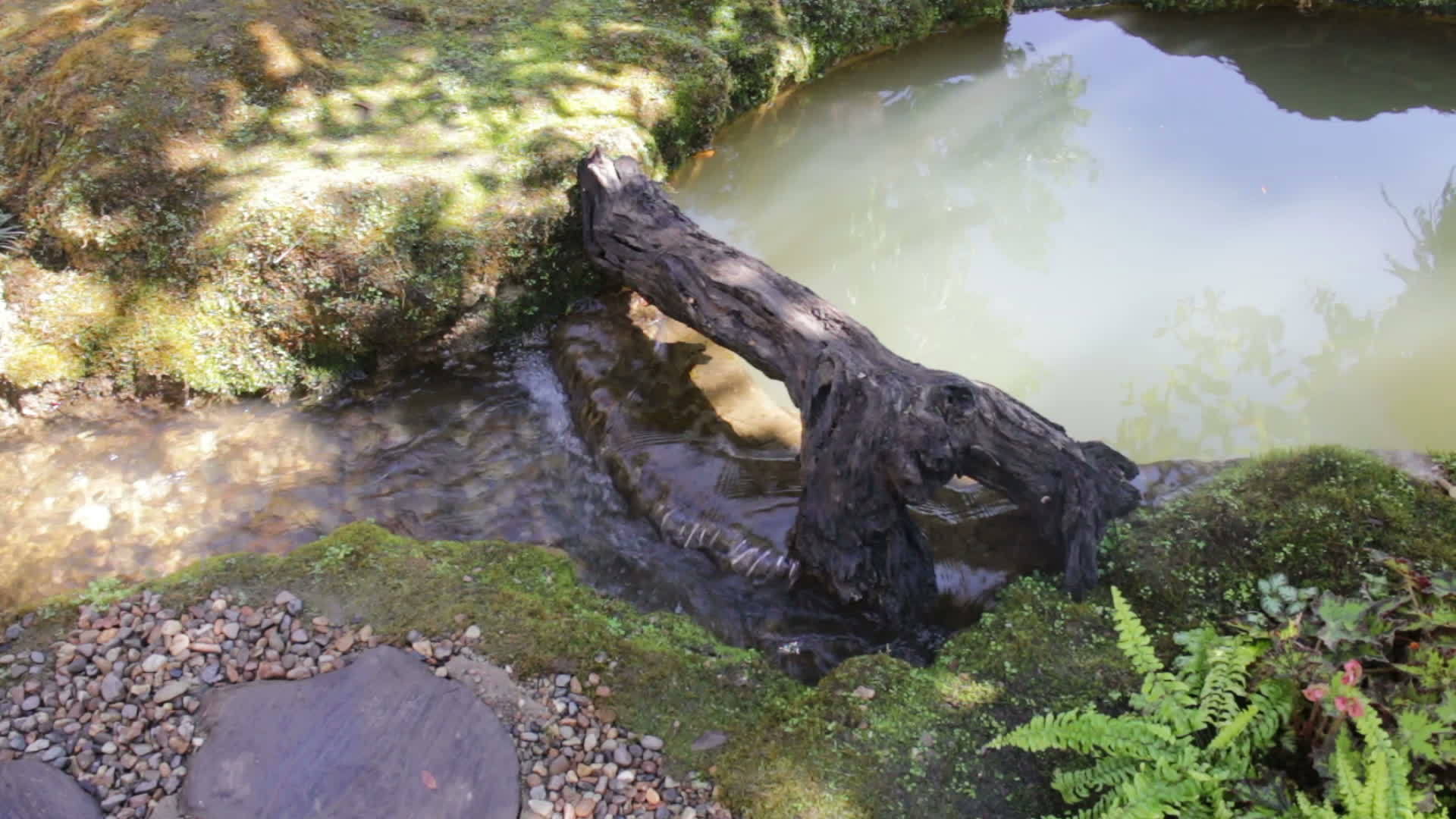 家庭花园中最小的水溪视频的预览图
