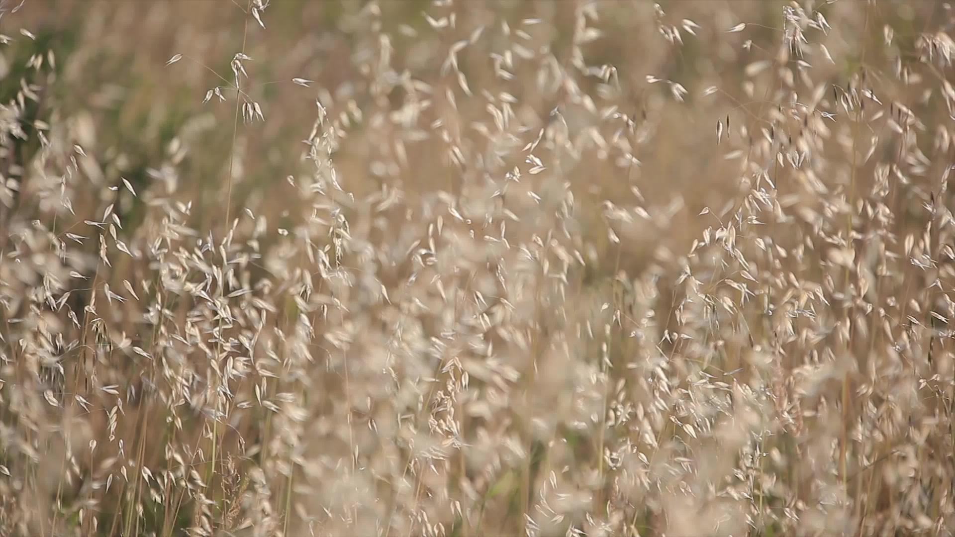 风向移动的Alfalfa田地4视频的预览图