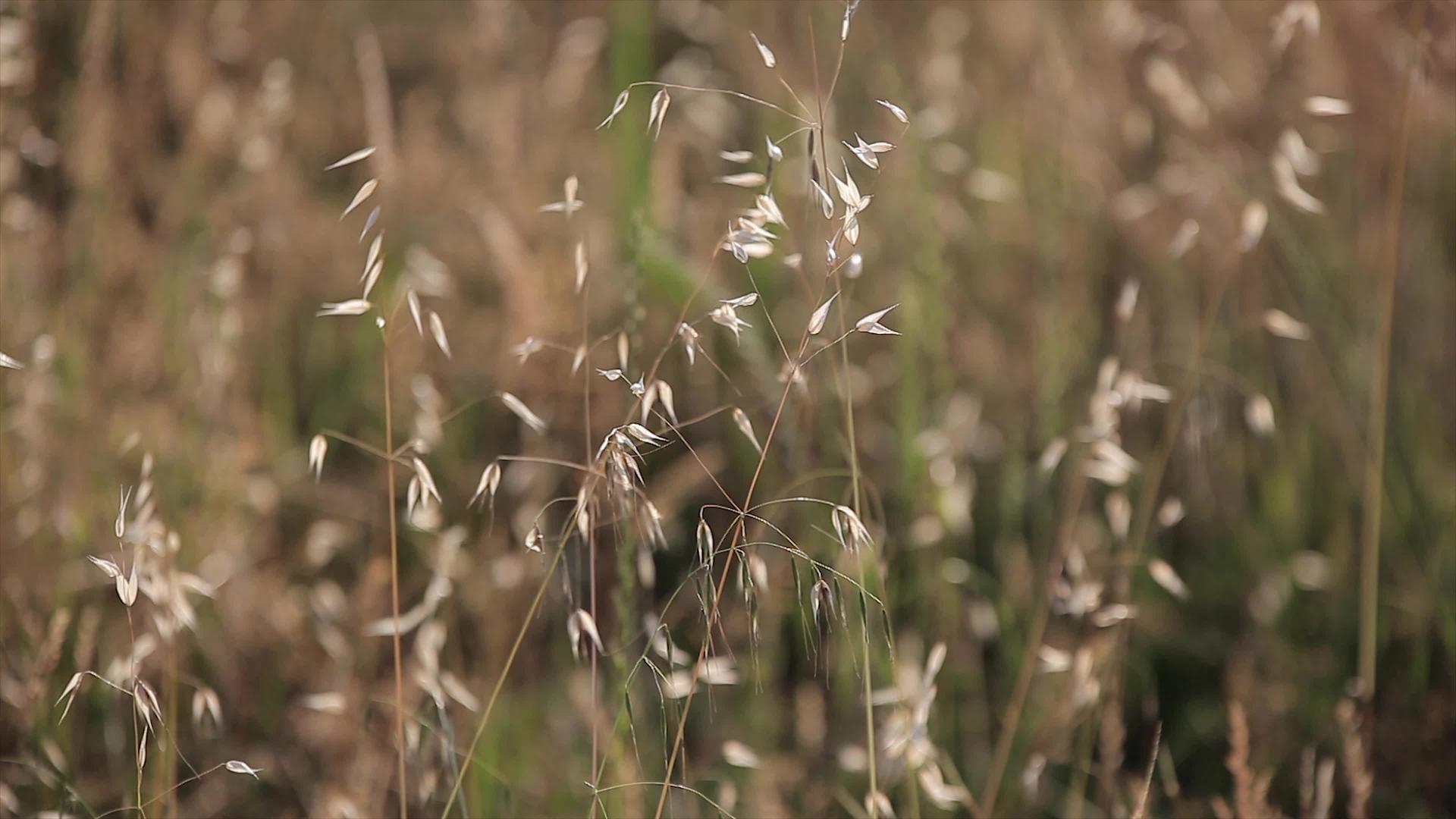 风向移动的Alfalfa田地2视频的预览图