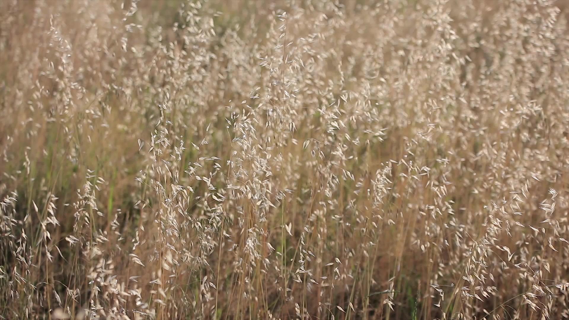 风向移动的Alfalfa田地5视频的预览图