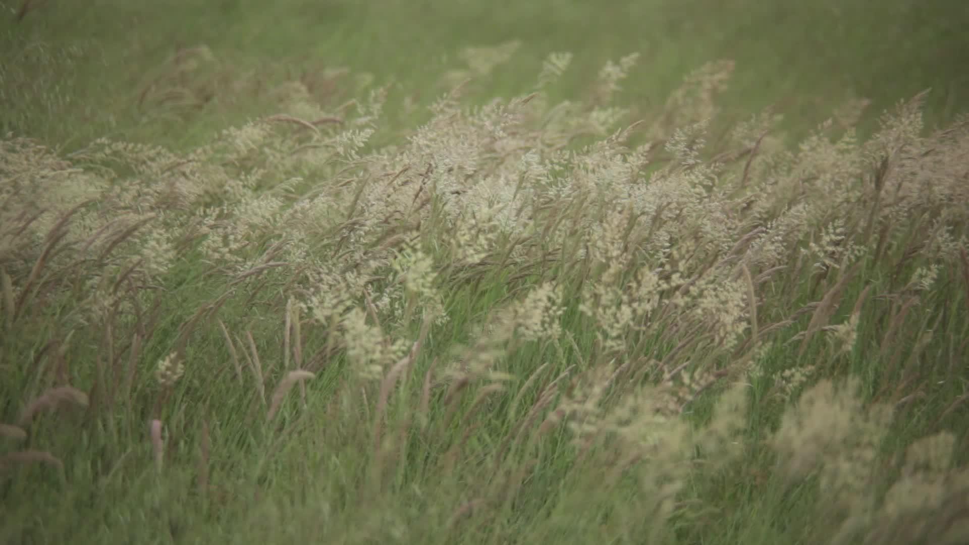 夏季风风2移动Alfalfa种植田视频的预览图