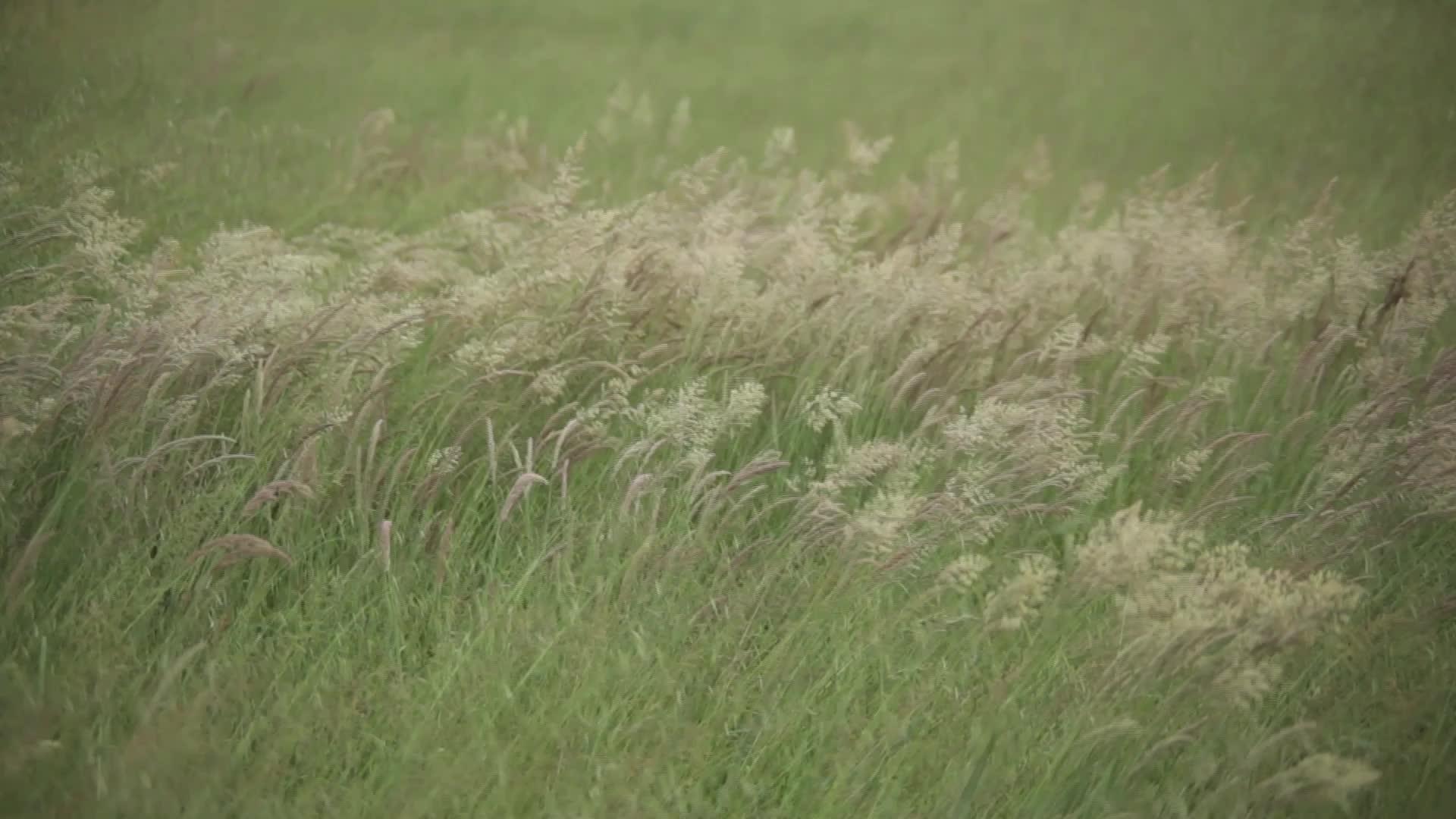 夏天被风吹动Alfalfa种植田视频的预览图