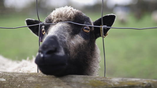 灰羊坚持鼻子在方结的栅栏上寻找食物视频的预览图