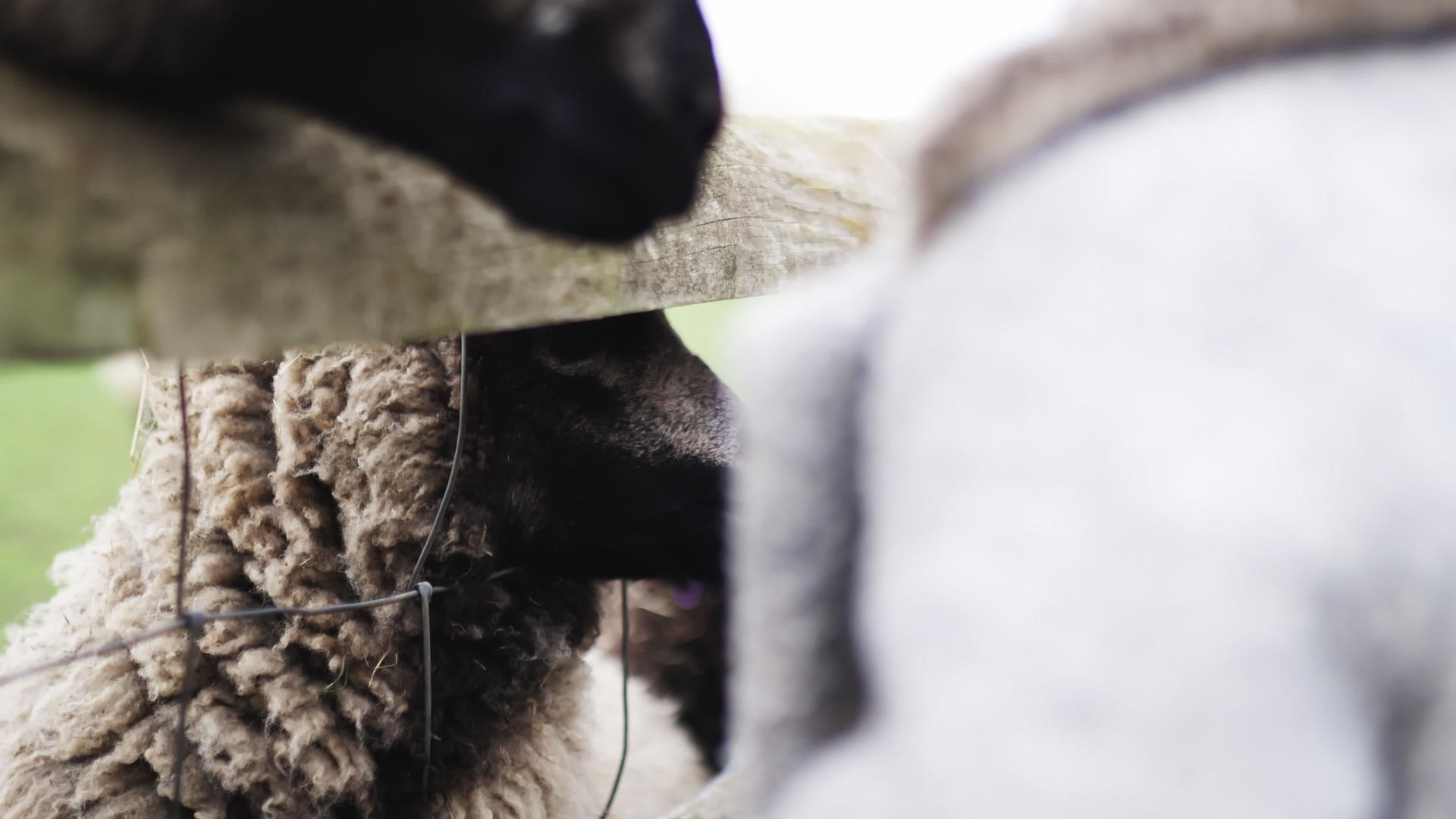 小女孩喂了一只黑羊羔它从铁丝网的栅栏里刺出鼻子视频的预览图