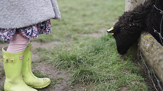 从草地上吃黑羊的小女孩旁边是一个穿着黄色靴子的小女孩视频的预览图