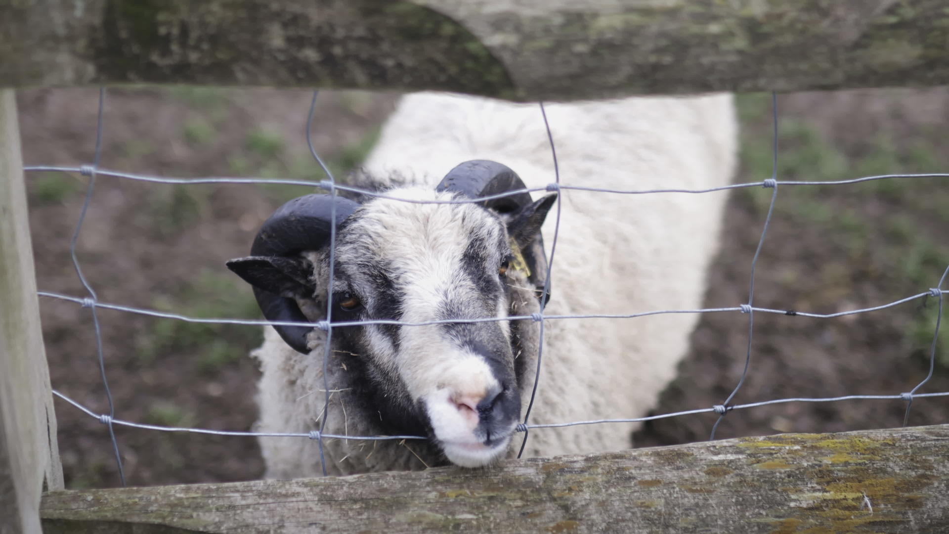 角黑白羊从方形围栏伸出鼻子视频的预览图